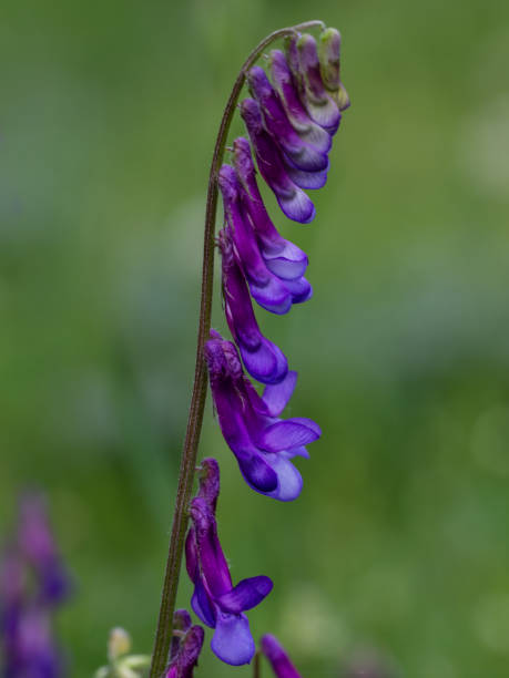 istock flower grown in a garden in Madrid 1390969089