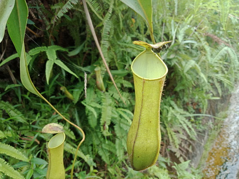 Kantong semar or Green Nepenthes is semar bag on the edge of the forest
