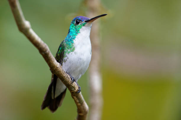 istock Andean Emerald Hummingbird male 1390969358
