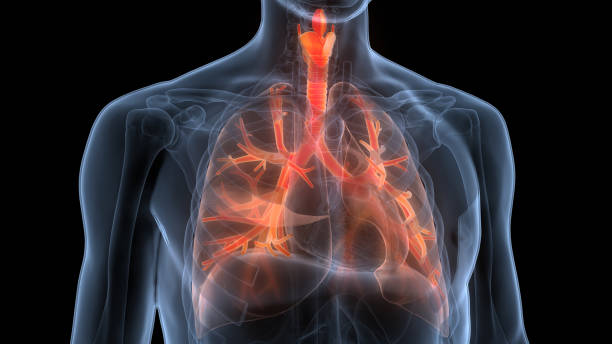 ヒト呼吸器系肺解剖学 - human lung tuberculosis bacterium emphysema human trachea ストックフォトと画像