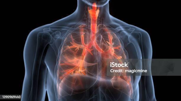 Human Respiratory System Lungs Anatomy Stock Photo - Download Image Now - Lung, Chronic Obstructive Pulmonary Disease, Three Dimensional