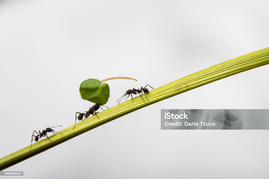 Three Black Ant going by a stem Three Black Ant going up through a stem, one of the is charging a green leaf that really is a small clover. The background is luminous, almost white. Animal Stock Photo