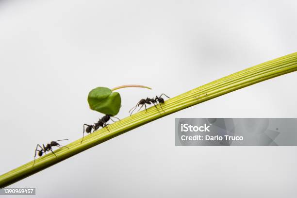 Three Black Ant Going By A Stem Stock Photo - Download Image Now - Animal, Animal Antenna, Animal Body Part