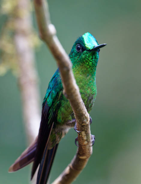 istock Long-tailed Sylph Hummingbird male 1390969504