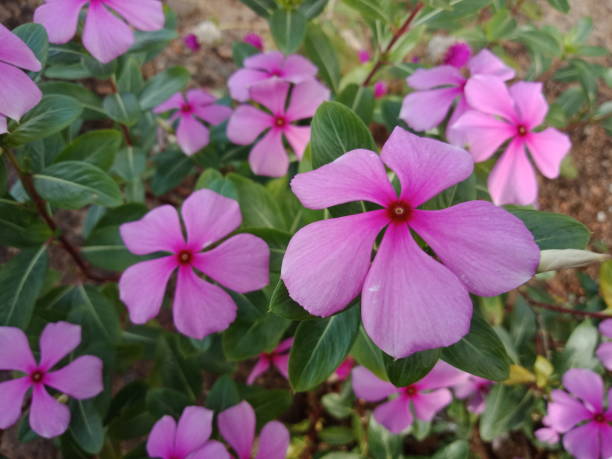 fleur de catharanthus roseus pourpre - catharanthus photos et images de collection