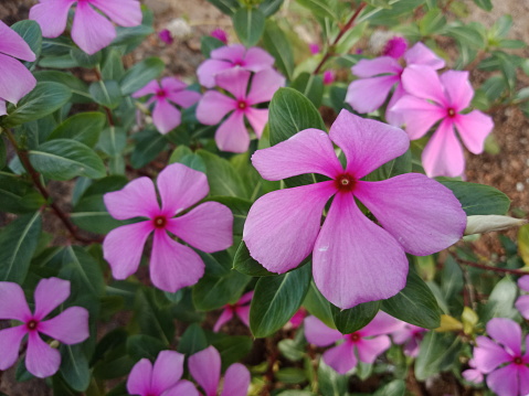 Beautiful Purple catharanthus roseus bloom with five petals.