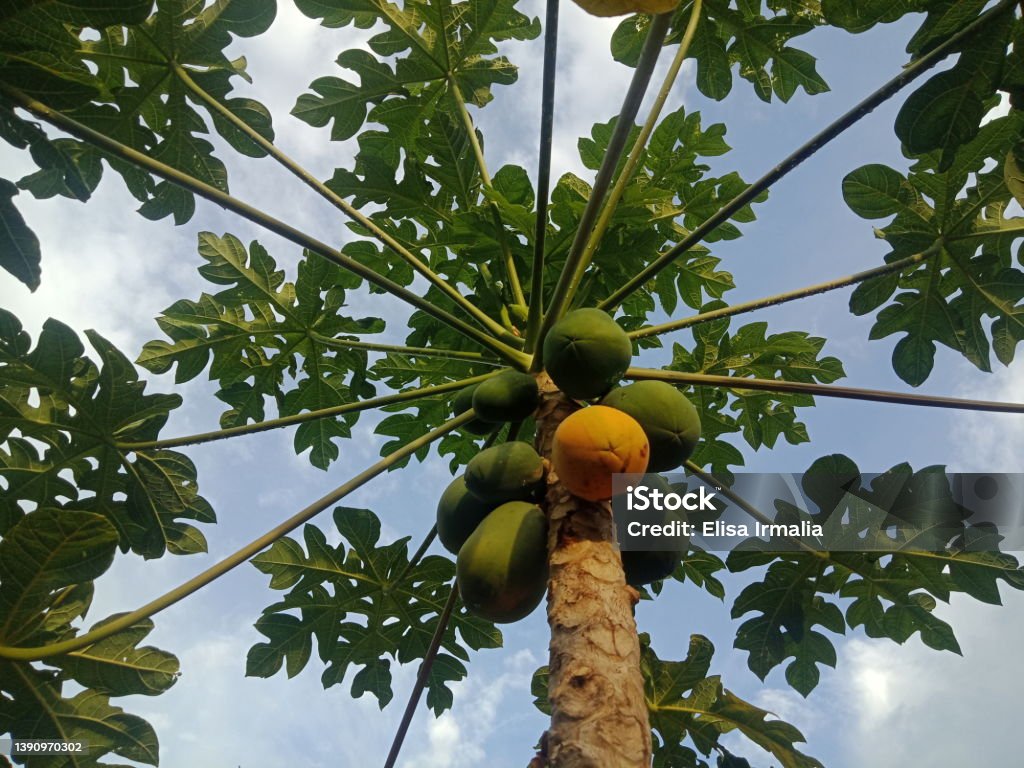 Orange and green Carica papaya fruit. Orange and green Carica papaya fruit on the tree. Pawpaw Tree Stock Photo