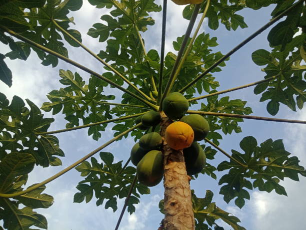 frutas de mamão de carica laranja e verde. - papaieira - fotografias e filmes do acervo