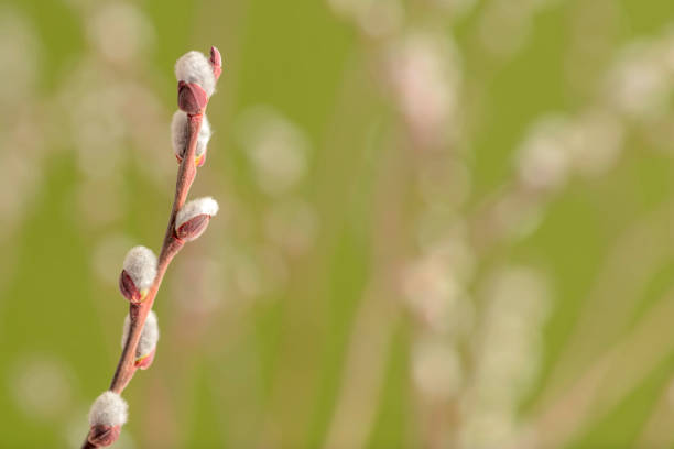 Pussy willow twig with catkins on a defocused background. Space for copy.