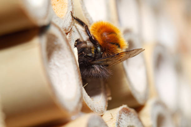 istock Hornfaced Mason Bee (Osmia cornuta) on bumblebee house 1390971342