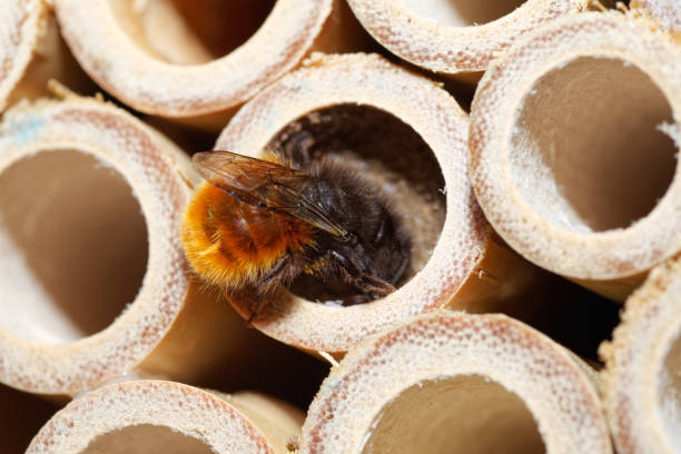 istock Hornfaced Mason Bee (Osmia cornuta) on bumblebee house 1390971352
