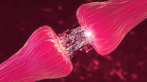 attività neuronale e sinaptica che mostra messaggeri chimici o neurotrasmettitori rilasciati. neuroni che mostrano neuroattività, sinapsi, neurotrasmettitori, cervello, assoni. - neurotrasmettitore foto e immagini stock