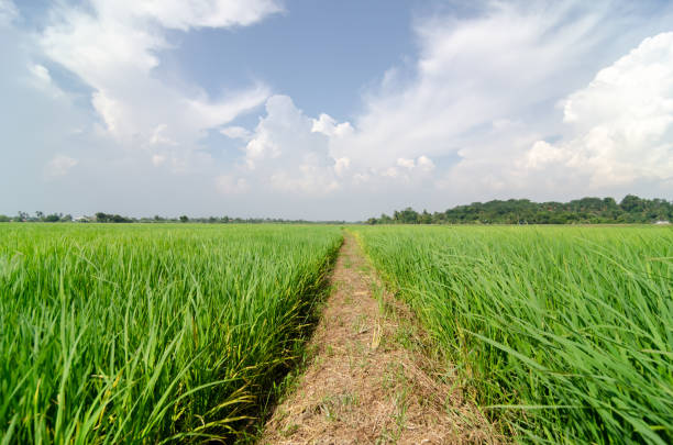 istock A leading line path in green paddy field 1390971685
