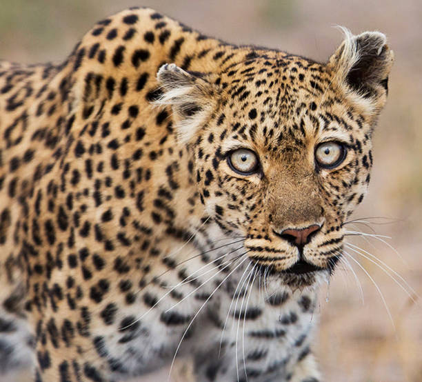 хванге, зимбабве фотографии дикой природы - hwange national park стоковые фото и изображения