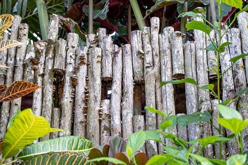 Handmade old, aged, wood fence with tropical plants and blurred background in Indonesia