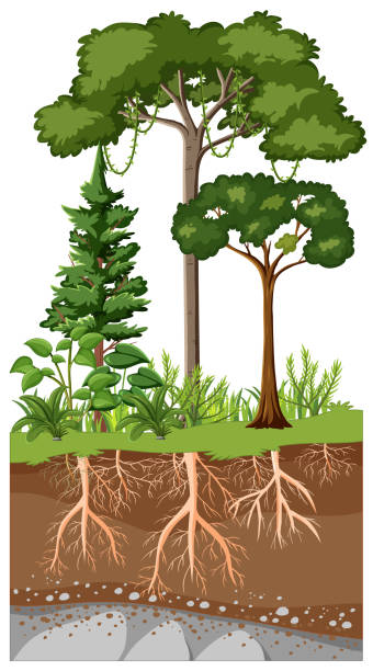 Scientific education of plant and its root vector art illustration