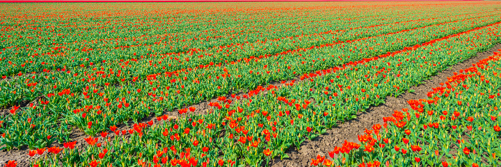 Colorful flowers in an agricultural field in sunlight below a blue sky in springtime, Almere, Flevoland, The Netherlands, April 11, 2022