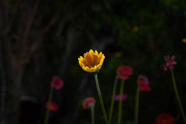 Flower Wonderland