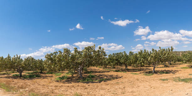 istock Area with fig trees out in the nature. 1390976792