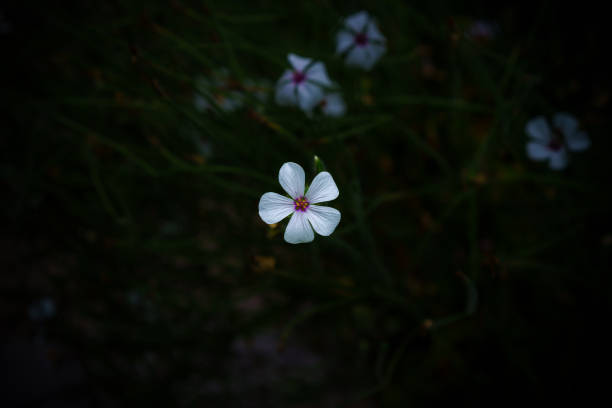 istock Flower Wonderland 1390977731