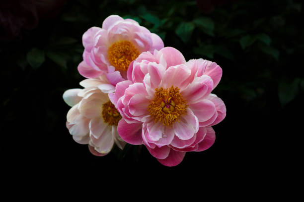 Flower Wonderland