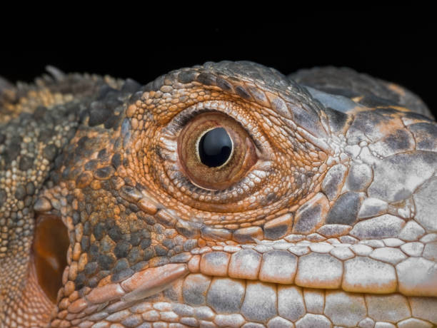 istock close up eye of red iguana 1390980567