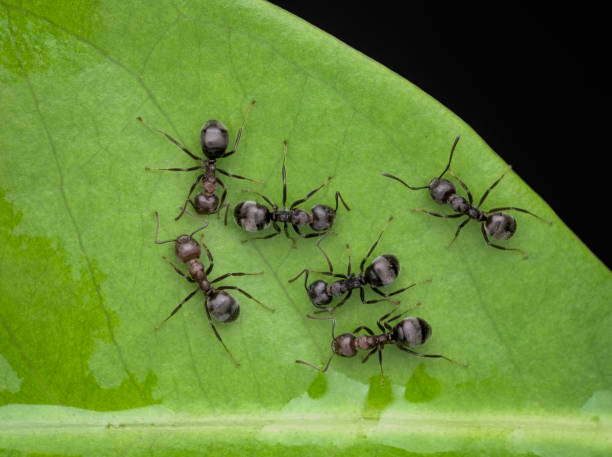 istock black ants colony drink water on the leaf 1390980605
