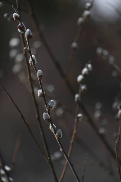 istock Blooming silvery white willow catkins in sunlight on a dark background. Easter spring background. Pussy willow outdoors in springtime. 1390981503