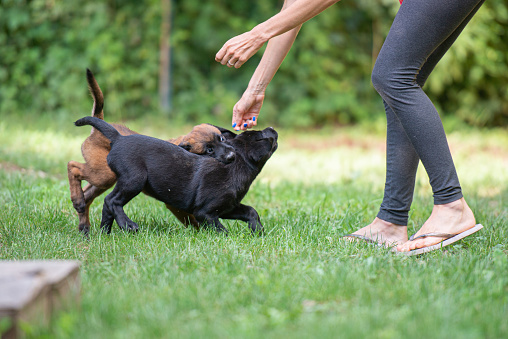 Labrador retriever and belgian malinois puppies playing in the grass with their owner louring them.