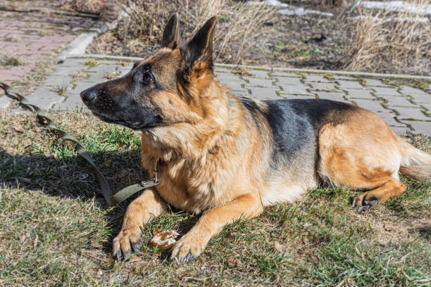 istock German Shepherd sits on the lawn with a bone. A young female German Shepherd 1390982685