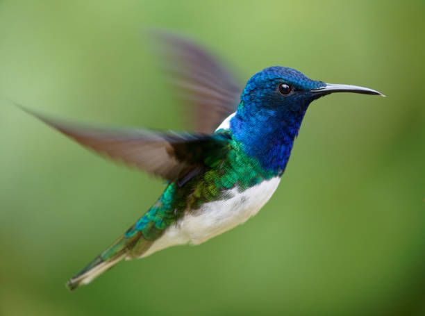 White-necked Jacobin Hummingbird a Hummingbird feeds near Cali, Colombia hummingbird  stock pictures, royalty-free photos & images