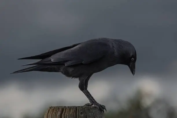 Photo of A crow outdoors