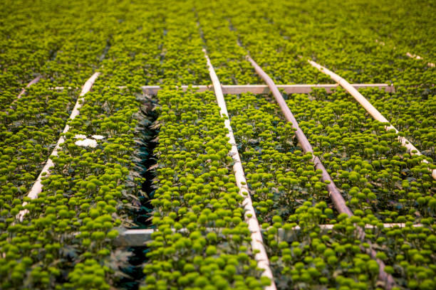The inside of a working greenhouse