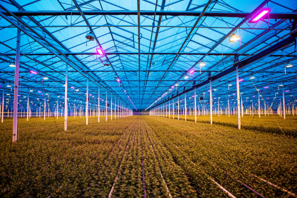 istock The inside of a working chrysanthemum greenhouse 1390984828