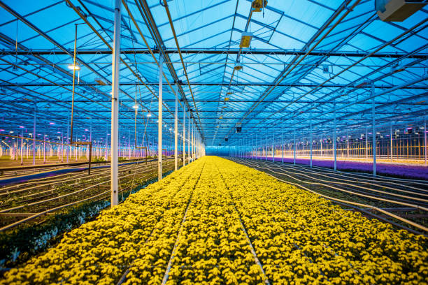 istock The inside of a working chrysanthemum greenhouse 1390984992
