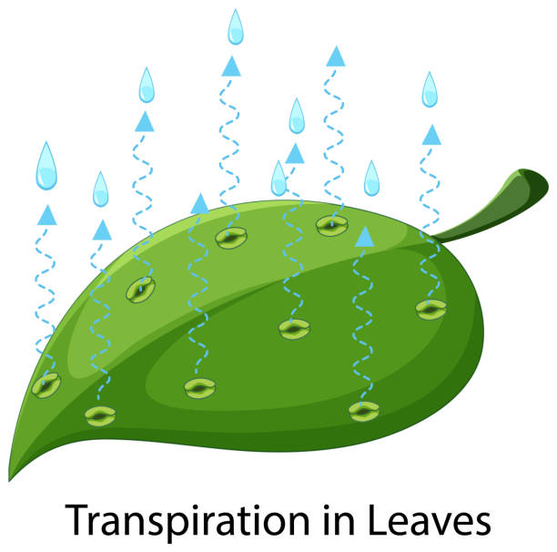 Science concept with transpiration in leaves vector art illustration