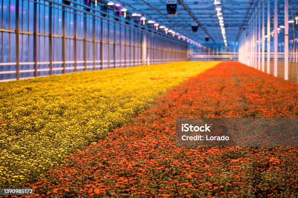 The Inside Of A Working Chrysanthemum Greenhouse Stock Photo - Download Image Now - Greenhouse, Plant, Gardening