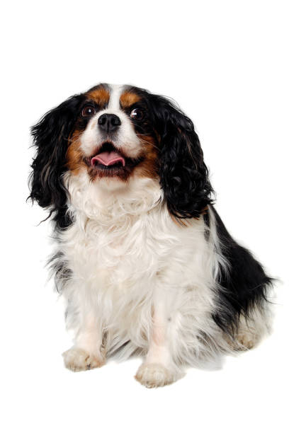 Feliz perro Cavalier King Charles Spaniel - foto de stock