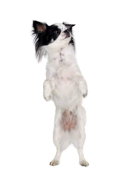 istock Chihuahua isolated on white background 1390985346