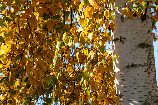 Silver birch leaves in autumn.