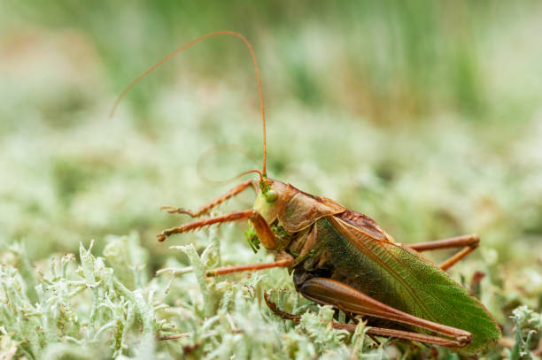 istock Grass Hopper. A differential grasshopper hanging out in a summer meadow 1390985515