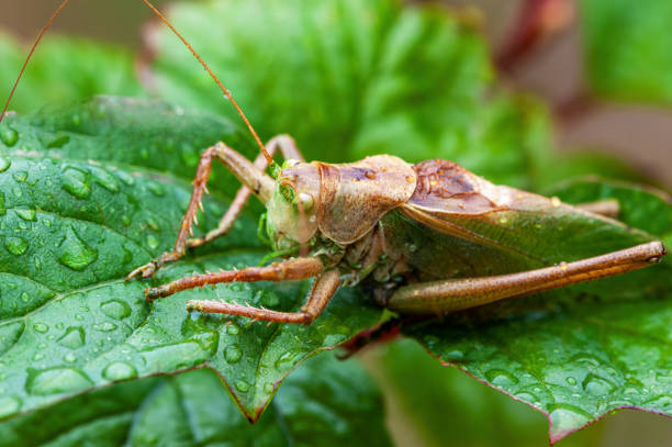 istock Grass Hopper. A differential grasshopper hanging out in a summer meadow 1390985517