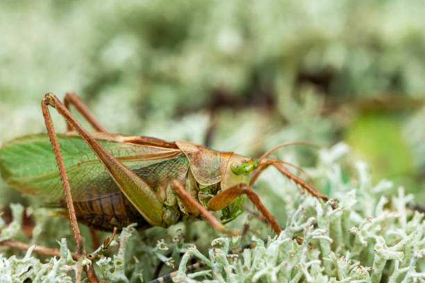 istock Grass Hopper. A differential grasshopper hanging out in a summer meadow 1390985518