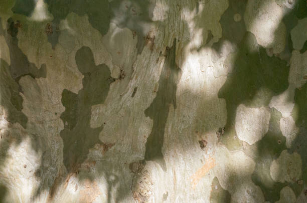 istock Plane Tree in French Street Close Up 1390985605