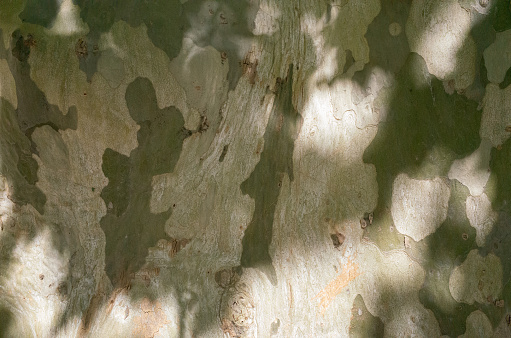 Plane tree bark - close-up of characteristic plane tree bark with dappled sunlight in French street, south of France.