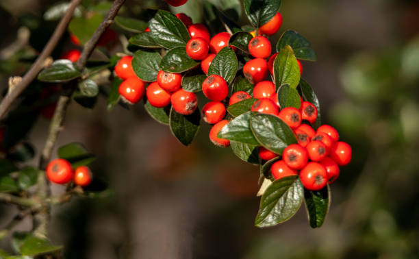 bacche di cotoneaster a fine estate. - bearberry foto e immagini stock