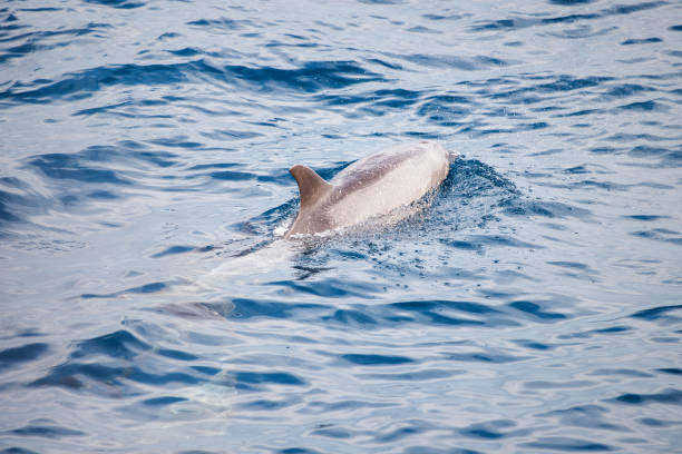 istock dolphin fin appeared in the sea water 1390986824