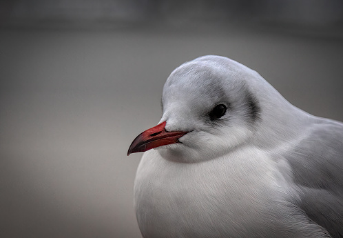 Not really a black-headed bird, more chocolate-brown for much of the year, it has a white head. This one has its winter plumage. It is most definitely not a 'seagull' and is found commonly almost anywhere inland. Black-headed gulls are sociable, quarrelsome, noisy birds, usually seen in small groups or flocks, often gathering into larger parties where there is plenty of food, or when they are roosting.