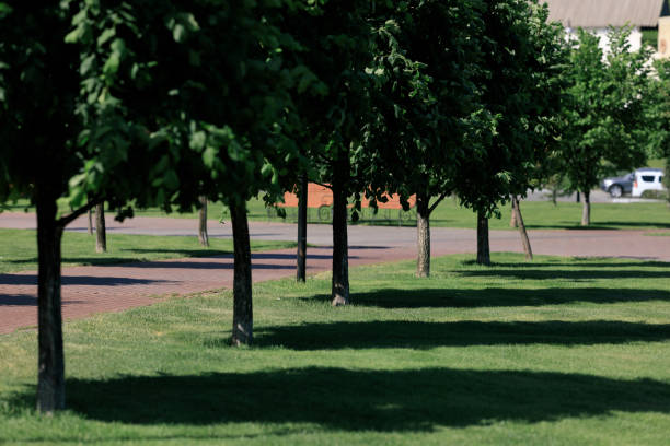 istock Long dark shadows from trees on a sunny morning in the park 1390987900
