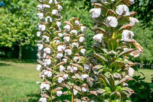 Acanthus Mollis 'Bear's breeches' at The Vines Park of Rochester in Kent, England